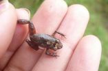 Dark and marked: Strikingly colored new fleshbelly frog from the Andean cloud forest 2