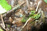 Dark and marked: Strikingly colored new fleshbelly frog from the Andean cloud forest 3