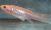 Darkness stifles reproduction of surface-dwelling fish