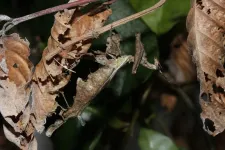 Dating in a jungle: Female praying mantises jut out weird pheromone gland to attract mates