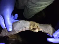 Deadly white-nose syndrome changed genes in surviving bats