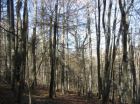 Death of hemlock trees yields new life for hardwood trees, but at what cost to the ecosystem?