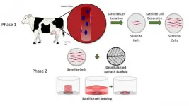 Decellularized spinach serves as an edible platform for laboratory-grown meat