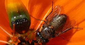 Deceptive daisy’s ability to create fake flies explained