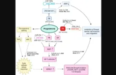 Deciphering progesterone’s mechanisms of action in breast cancer