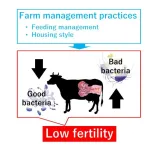 Deciphering the association between uterine microbiota and fertility in dairy cows