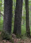 Decline in black cherry regeneration may herald wider forest change