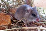 Declines in large wildlife lead to increases in disease risk 2