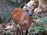 Declining deer population likely due to natural regulation