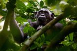 Declining great apes of Central Africa get new action plan for the next decade