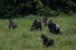 Declining great apes of Central Africa get new action plan for the next decade 2