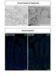 Decoding cell fate: Key mechanism in stem cell switch identified