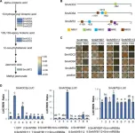 Decoding salvia miltiorrhiza: a molecular approach to boosting bioactive compounds