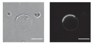 Decoding the mechanisms behind the assembly of BAR proteins that dictate cell curvature