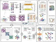 Deep-learning framework advances tissue analysis in spatial transcriptomics