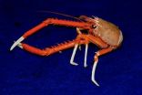 Deep-sea crabs seek food using ultraviolet vision