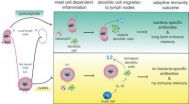 Defect in immune memory may cause repeat bladder infections