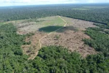 Deforestation in the Amazon is driven more by domestic demand than by the export market