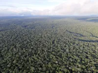 Deforestation in the tropics linked to a reduction in rainfall