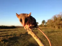 Deforestation is stressing mammals out