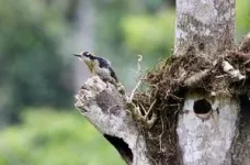 Deforestation limits nesting habitat for cavity-nesting birds 2