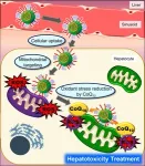 Delivery of antioxidants to liver mitochondria 2