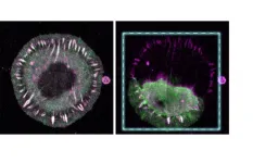 Demonstrating the significance of individual molecules during mechanical stress in cells