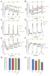 Demystifying the role of plant x- and y-type thioredoxins