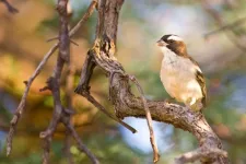 Desert birds lay larger eggs when they have more helpers