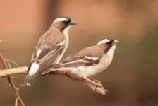 Desert birds lay larger eggs when they have more helpers 2