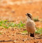 Desert birds lay larger eggs when they have more helpers 3