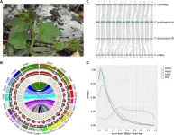 Desert hero unveiled: Cissus quadrangularis genome decodes drought survival tactics