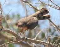 Despite protection urban hawks still face an array of threats 3