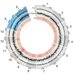 Detailed bedbug genome analysis may improve pesticides