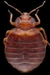 Detailed bedbug genome analysis may improve pesticides 2