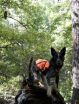 Detection dogs spot northern spotted owls, even those alarmed by barred owls