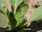 Deterring signals: Tobacco plants advertise their defensive readiness to attacking leafhoppers