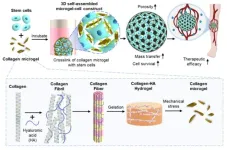 Developing a stem cell therapy to prevent amputations from critical limb ischemia