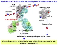 Developing an antibody to combat age-related muscle atrophy