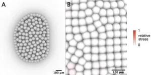 Developing kidneys from scratch