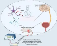 Developing treatment strategies for an understudied bladder disease