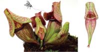 Development of a carnivorous pitcher leaf