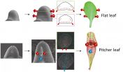 Development of a carnivorous pitcher leaf 2