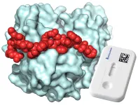 Diagnosing inflammatory diseases with synthetic peptides