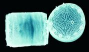 Diatom biosensor could shine light on future nanomaterials