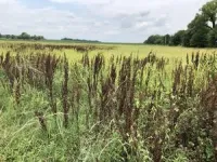 Dicamba drift: New use of an old herbicide disrupts pollinators 2