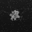 Did bacteria spark evolution of multicellular life?