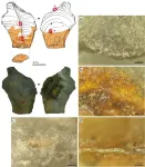 Did neanderthals use glue? Researchers find evidence that sticks