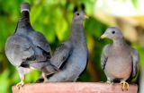 Die-offs of band-tailed pigeons connected to newly discovered parasite