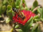 Diet affects pesticide resistance in honey bees